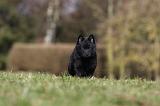 SCHIPPERKE 787